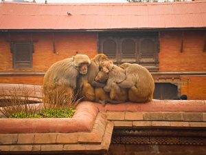 Pashupatinath-macacos